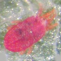 Akarlar (kırmızı örümcekler) ve mücadelesi 6 Yassıakar