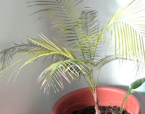 Deniz yosunu gübresi