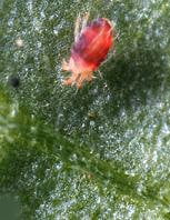 Akarlar (kırmızı örümcekler) ve mücadelesi 2 İki noktalı kırmızı örümcek