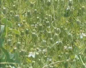 Çörek otu yetiştiriciliği
