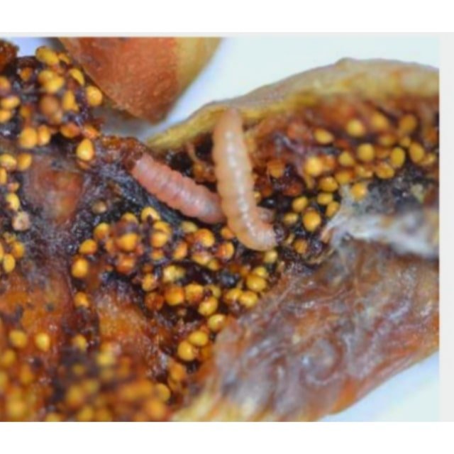 inCollage 20200919 131627073 min