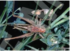 Kılıçlı çekirge