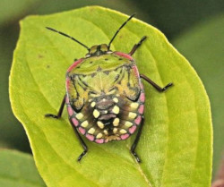 Pis kokulu yeşil böcek