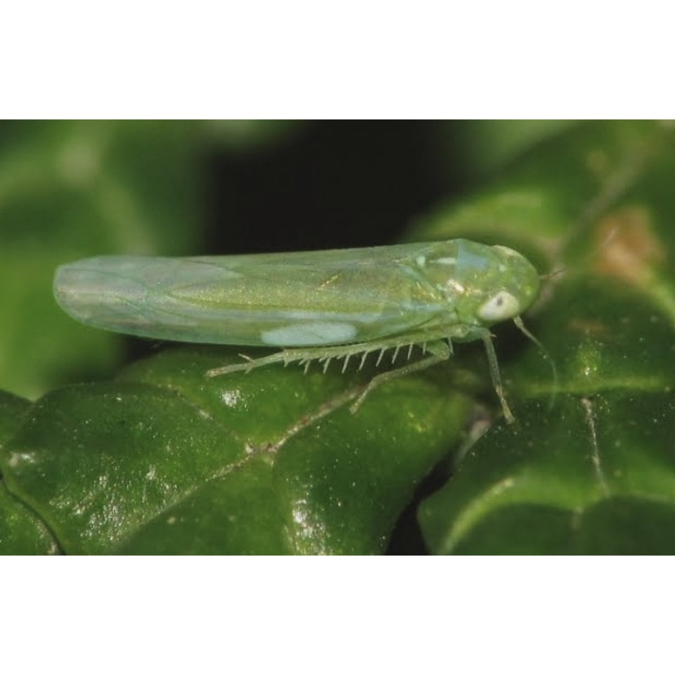 inCollage 20201030 124414951 min