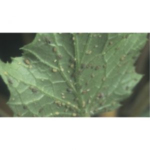 yaprak piresi mücadelesi