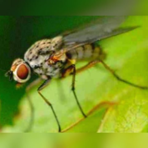 inCollage 20210213 223615063 min