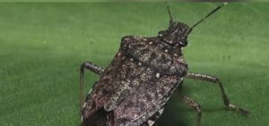 Kahverengi Kokarca Böceği Mücadelesi 3 Kahverengi kokarca böceği