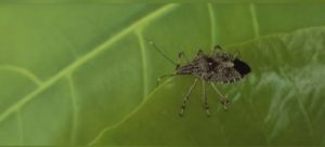 Kahverengi Kokarca Böceği Mücadelesi 2 Kahverengi kokarca böceği