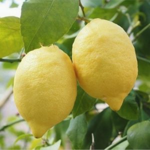 Limon Çeşitleri 4 Kütdiken limon