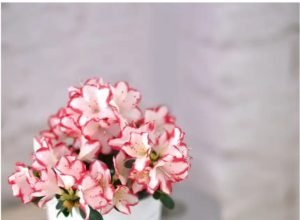 En güzel salon bitkileri