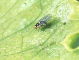 Yaprak Galeri Sineği