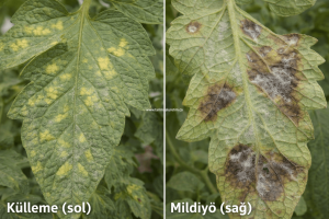 külleme ve mildiyö farkı