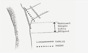Zeytin ağacı budama 