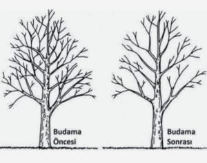 Zeytin ağacı budama