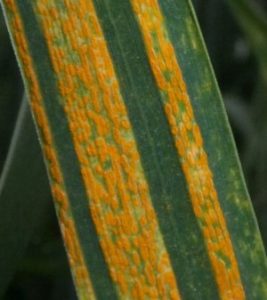 Buğday sarı pas hastalığı