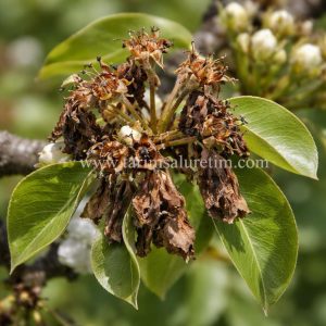 MEYVELERDE ATEŞ YANIKLIĞI