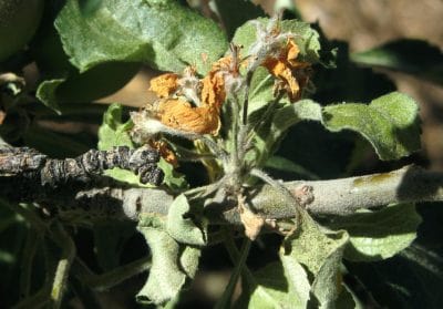 MEYVELERDE ATEŞ YANIKLIĞI
