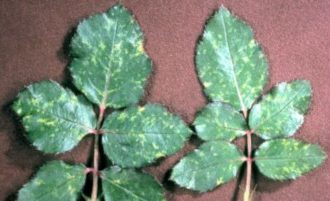 Prefinger Virüs Hastalığı