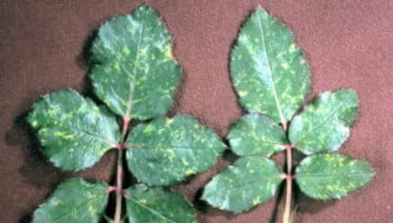 Prefinger Virüs Hastalığı