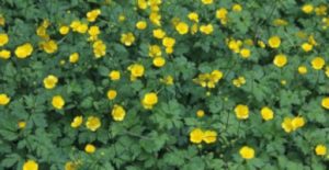 Yatık düğün çiçeği