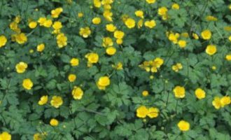 Yatık düğün çiçeği