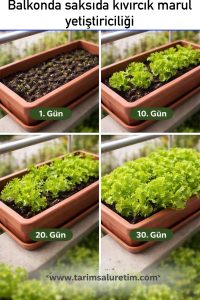 marul yetiştiriciliği nasıl yapılır