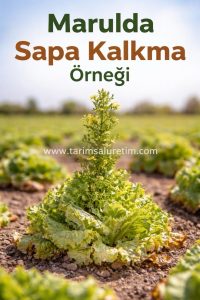 marul yetiştiriciliği nasıl yapılır