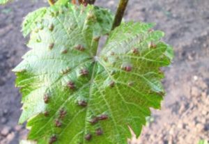 Bağ Yaprak Uyuzu Mücadelesi 2 Bağ yaprak uyuzu