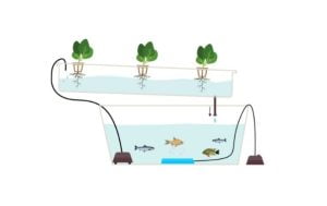 Topraksız Tarım Maliyeti ve Çeşitleri Nelerdir? 6 Topraksız Tarım Akuaponik (Aquaponic)