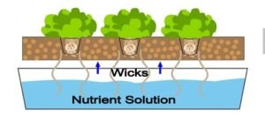 Topraksız Tarım Maliyeti ve Çeşitleri Nelerdir? 4 TOPRAKSIZ TARIM