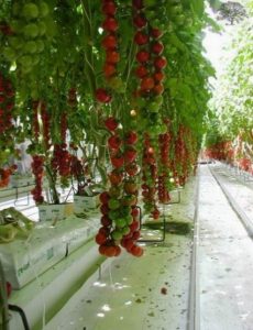 Topraksız Tarım Maliyeti ve Çeşitleri Nelerdir? 8 Topraksız Tarım