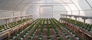 Topraksız Tarım Maliyeti ve Çeşitleri Nelerdir? 12 topraksız tarım