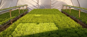 Topraksız Tarım Maliyeti ve Çeşitleri Nelerdir? 13 TOPRAKSIZ TARIM