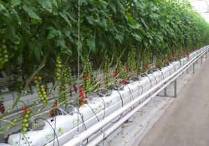 Katı Ortam Kültürü