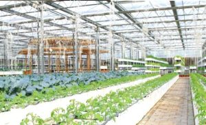 Topraksız Tarım Maliyeti ve Çeşitleri Nelerdir? 9 Yatak Kültürü