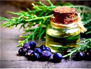 Tıbbi Aromatik Bitkiler