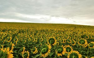 pexels yavuz solgun 26647055 29278365