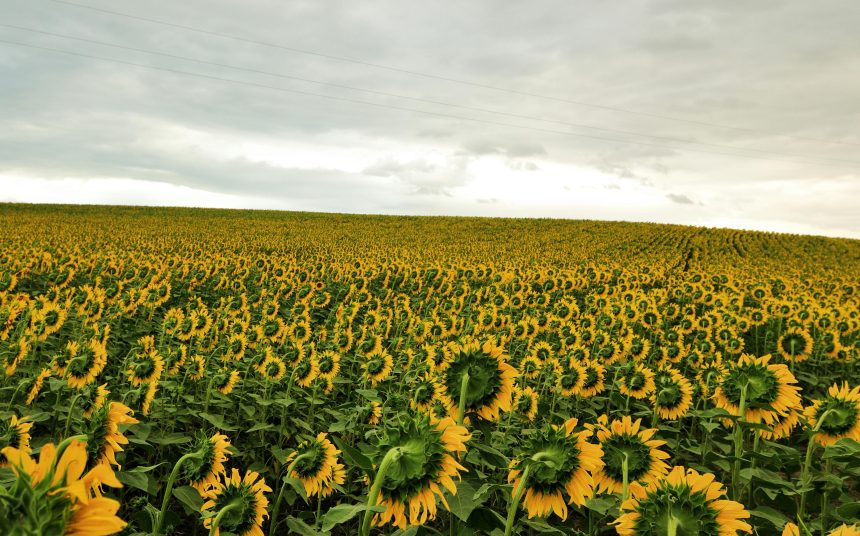 pexels yavuz solgun 26647055 29278365