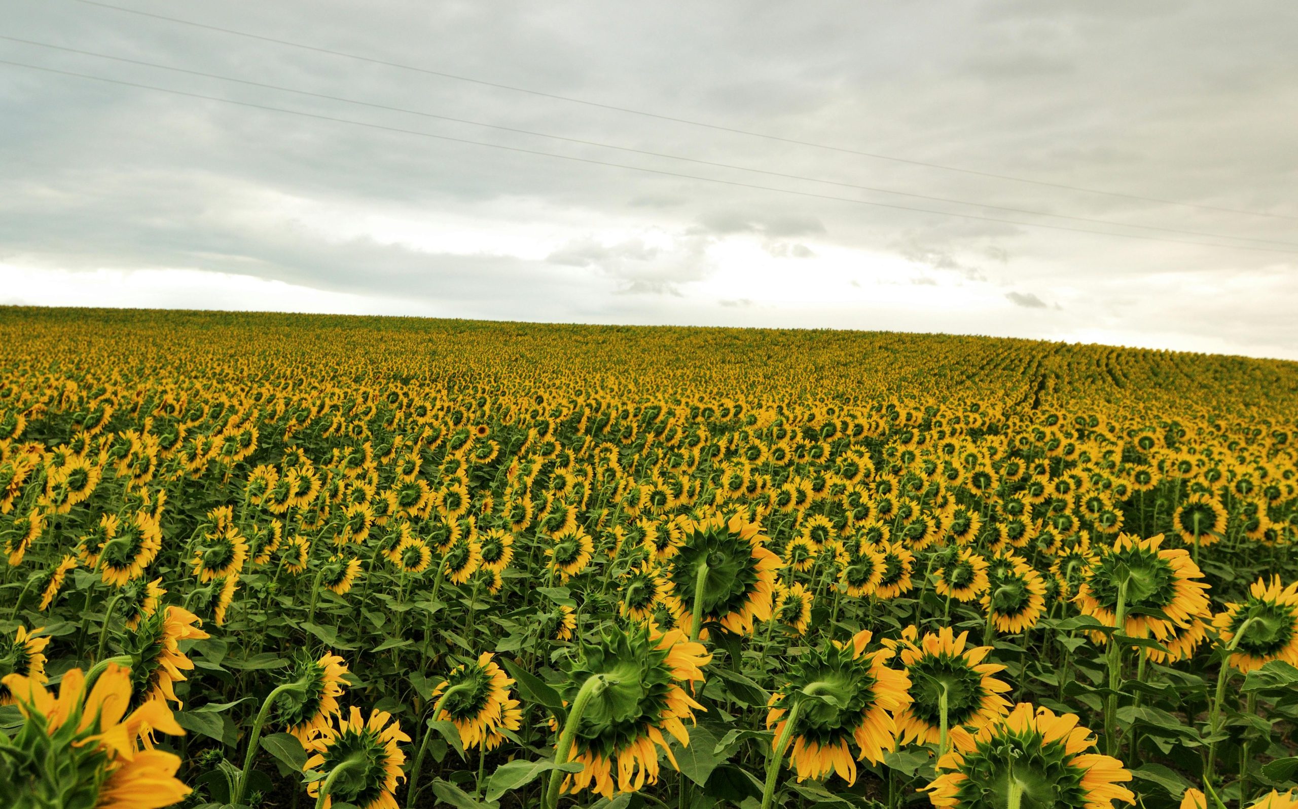 pexels yavuz solgun 26647055 29278365 scaled