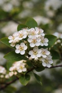Aronya Yetiştiriciliğinde Aronya çiçeklenme dönemi- ilkbaharda çiçek yapısı