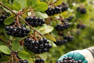 ARONYA YETİŞTİRİCİLİĞİ