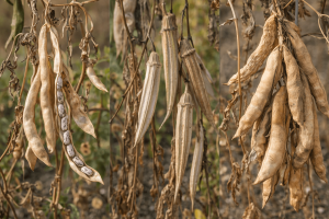 ata tohum bahcede min