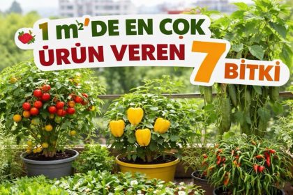 1 m²de En Cok Urun Veren 7 Bitki yazalim