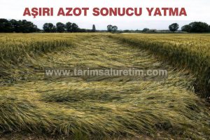 Daha çok gübre daha çok verim mi?