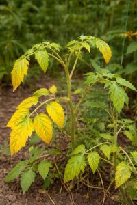 NPK Eksikliği Nedir? Azot, Fosfor, Potasyum Noksanlığı Belirtileri ve Çözüm Rehberi 2 NPK EKSİKLİĞİ