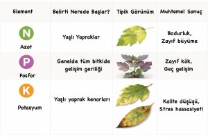 NPK Eksikliği Nedir? Azot, Fosfor, Potasyum Noksanlığı Belirtileri ve Çözüm Rehberi 6 NPK EKSİKLİĞİ