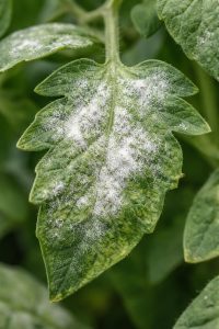 sebzelere mantar hastalığı