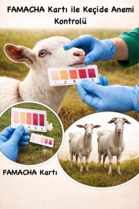 Koyun-Keçide Parazit Yönetimi: Direnç ve Mera Planı 3 koyun-keçide parazit yönetimi