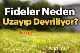 fideler neden uzayıp devriliyor?