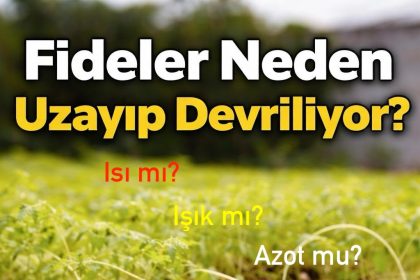 fideler neden uzayıp devriliyor?